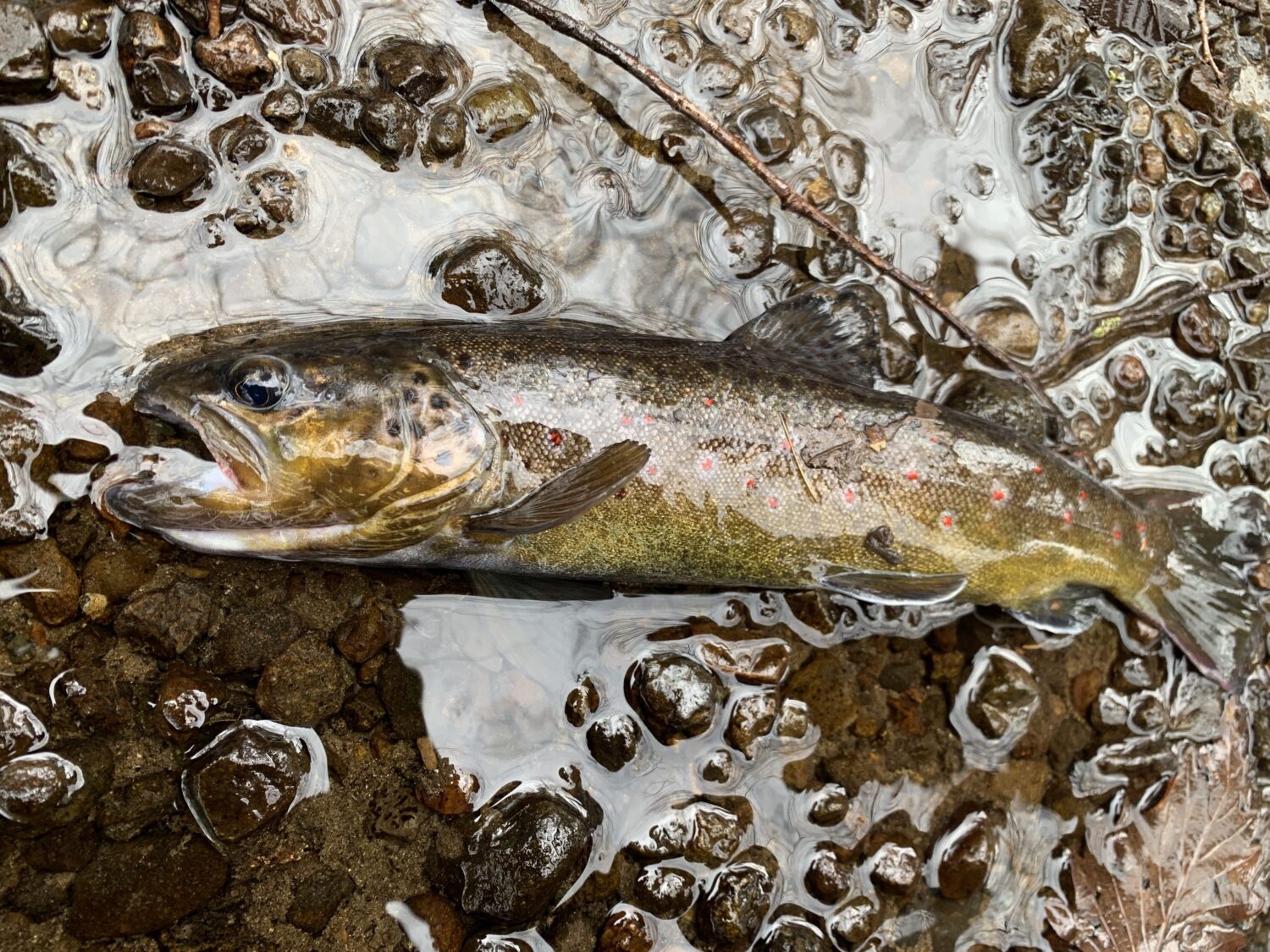 ブラウントラウト　木製　オブジェ ブラウントラウト 木製 オブジェ 【公式通販】