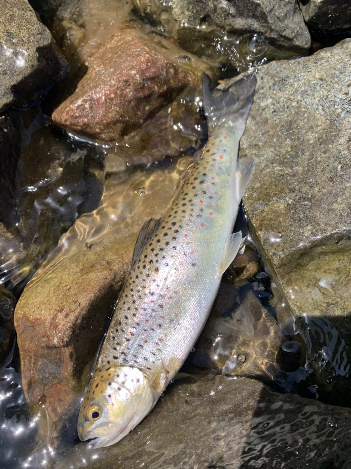 レプリカ ブラウントラウト　52ｃｍ　BrownTrout /中禅寺湖　洞爺湖　支笏湖　MarbleCanyonRiver SanJuanRiver MontanaRiver hqdefault.jpg
