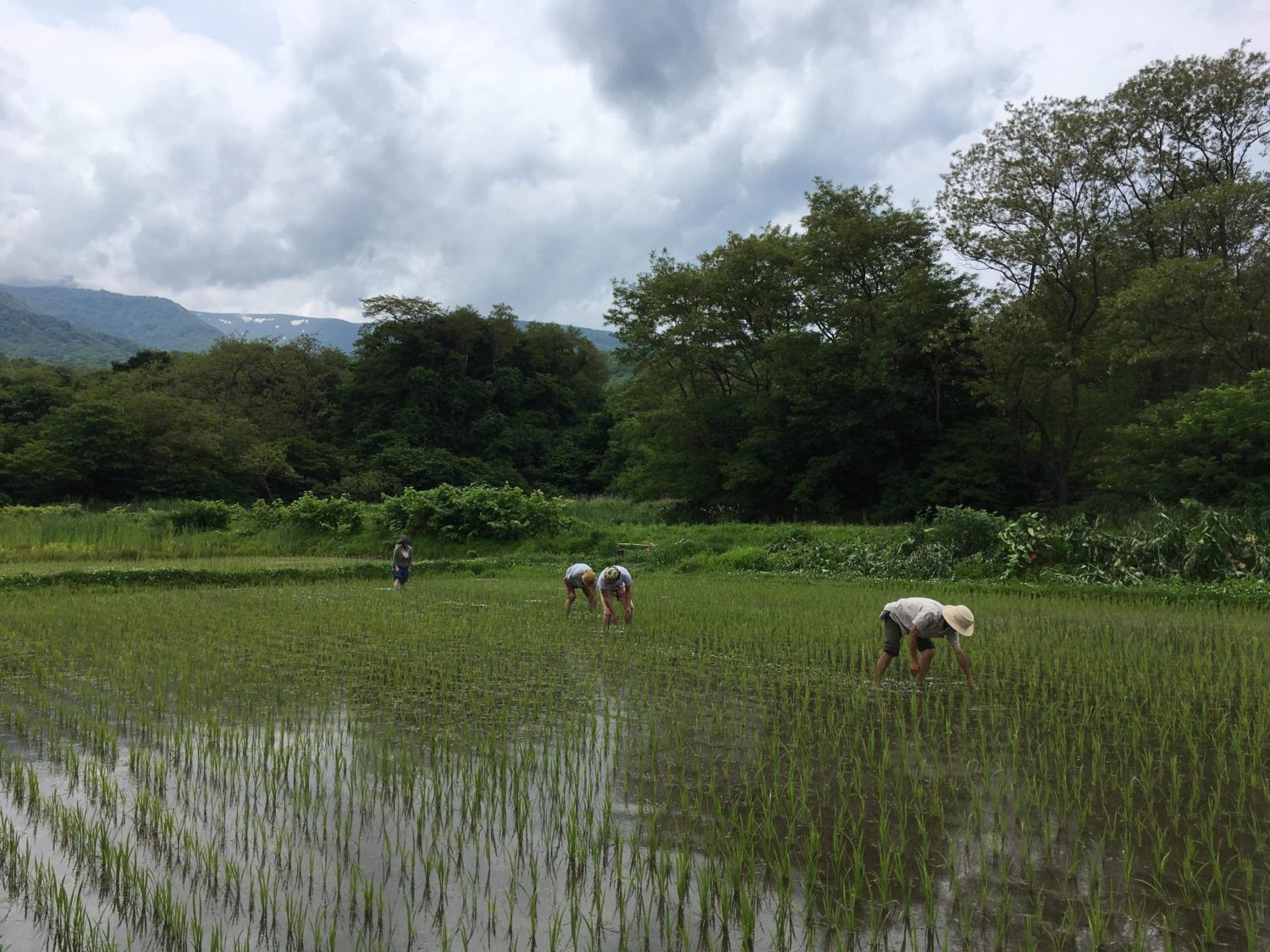 自然栽培の田んぼは草取りが命!