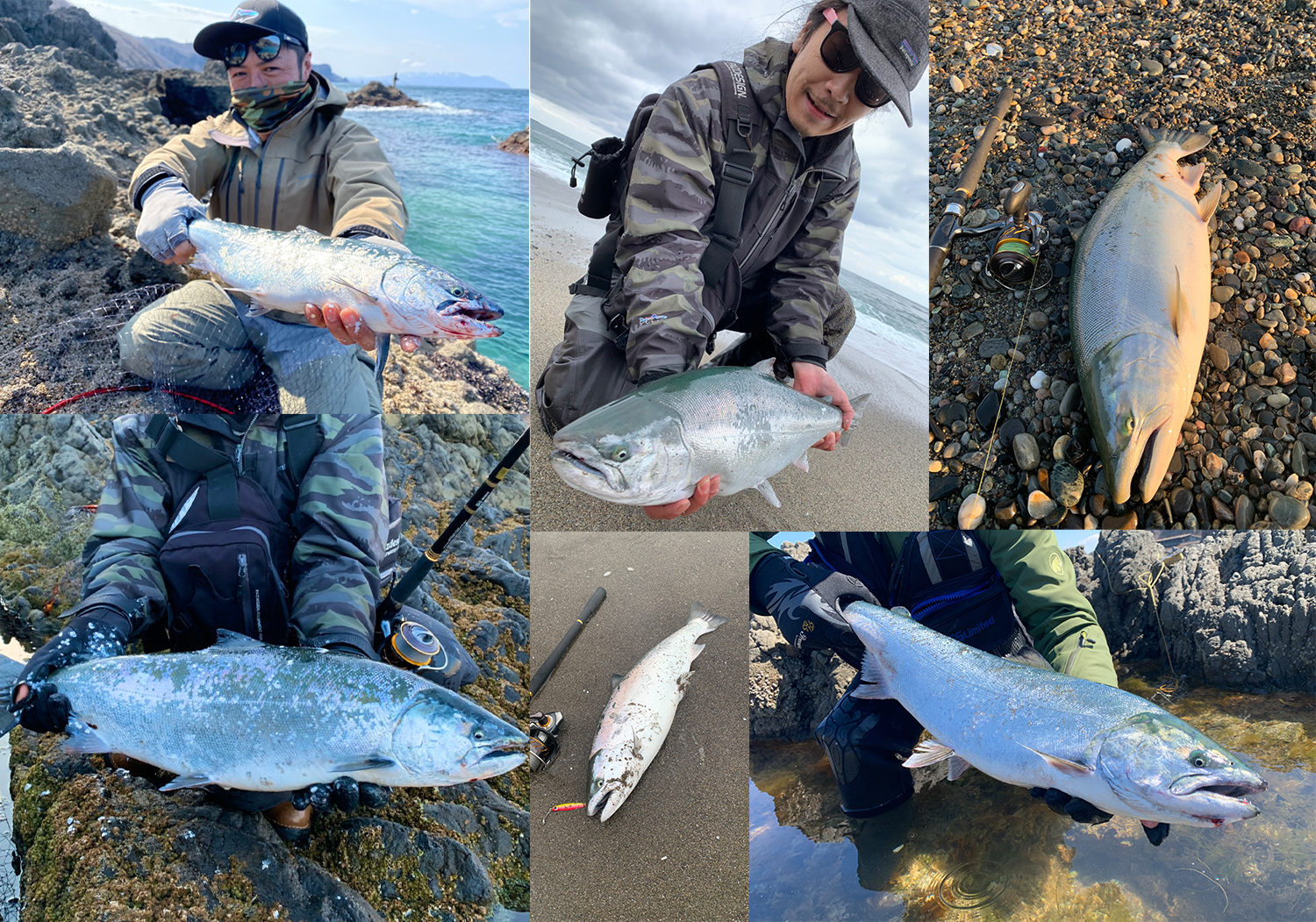 北海道の海サクラマスがめちゃくちゃアツい しまブロお魚図鑑 Shimablo