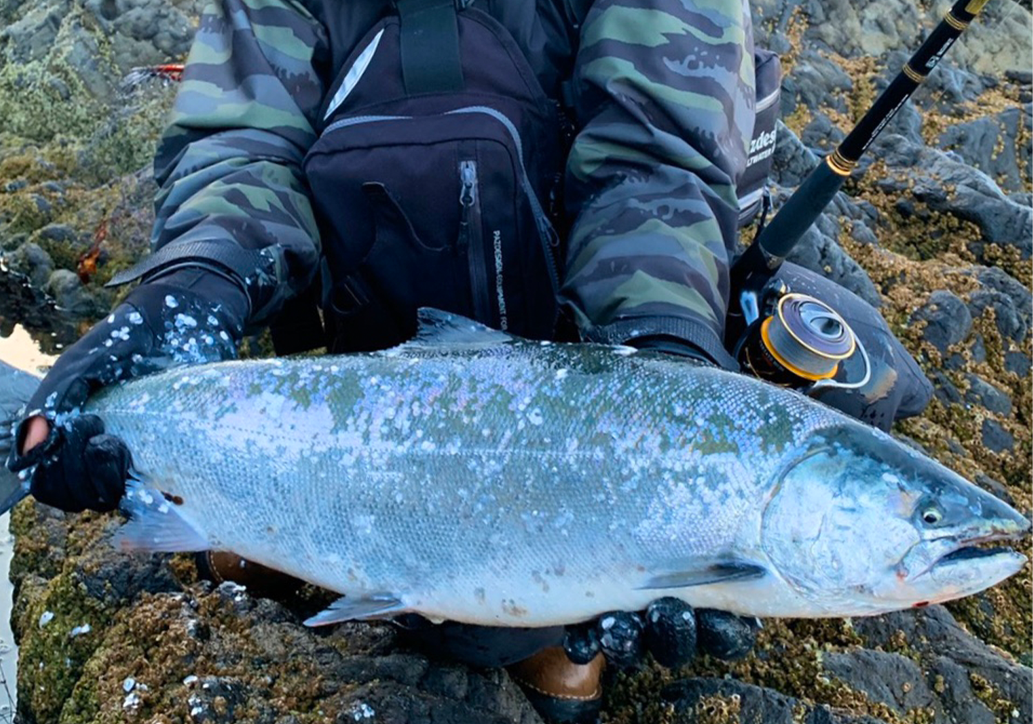 北海道の海サクラマスがめちゃくちゃアツい しまブロお魚図鑑 Shimablo