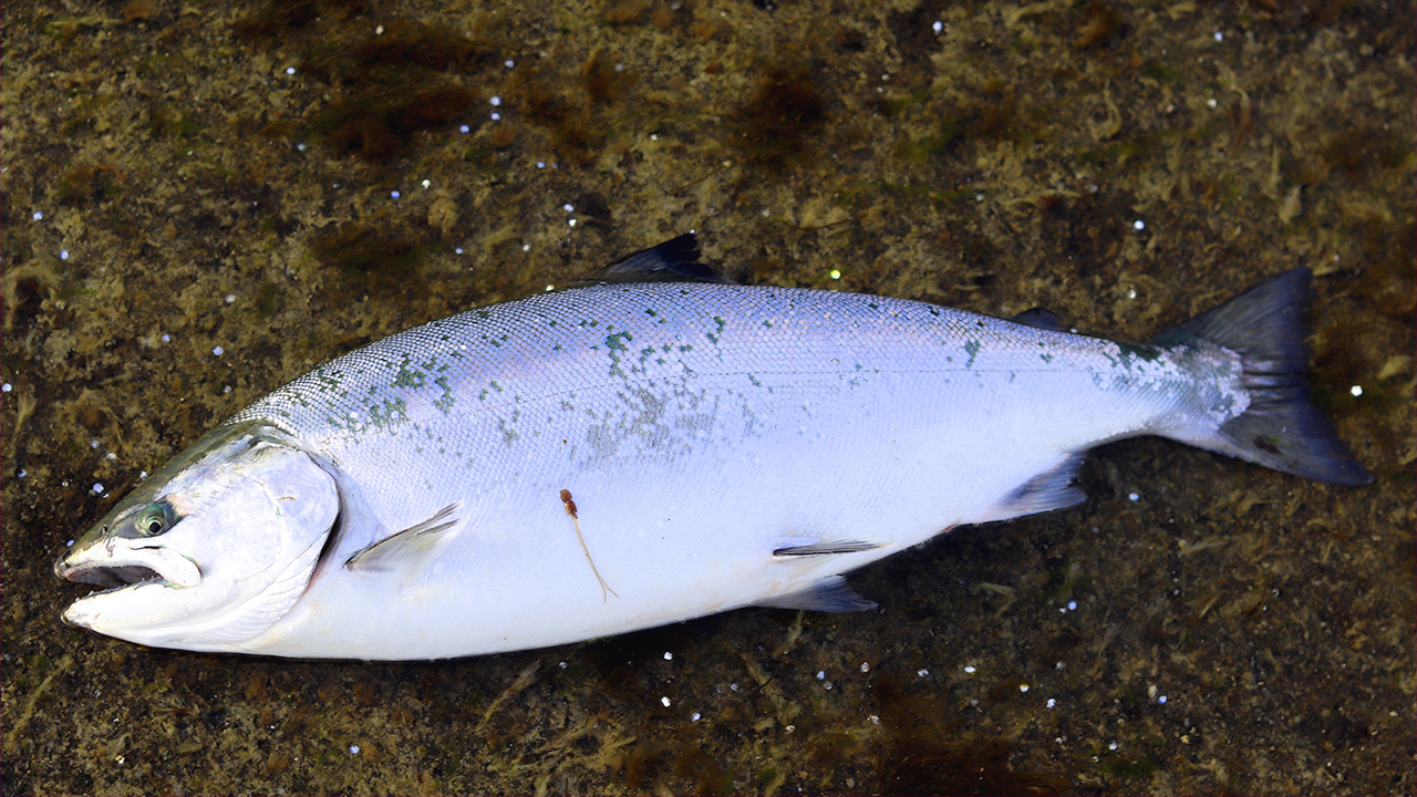 北海道の海サクラマスがめちゃくちゃアツい しまブロお魚図鑑 Shimablo