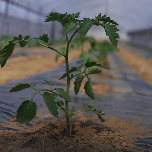 Lalala Farm トマトの定植