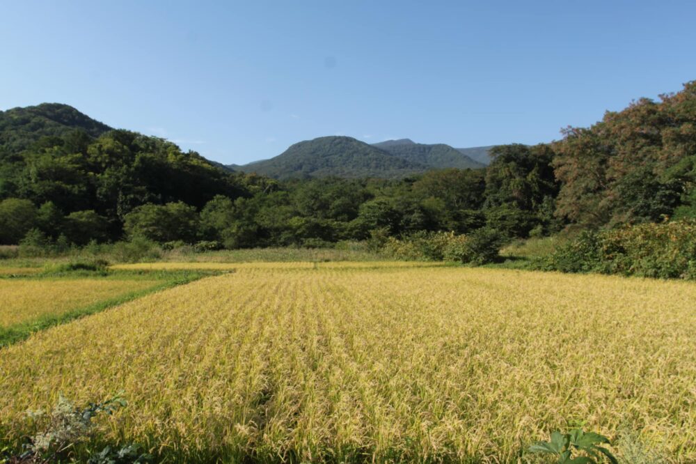 自然栽培の田んぼ